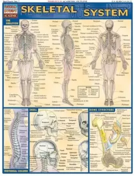 Image of Skeletal System by Vincent Perez
