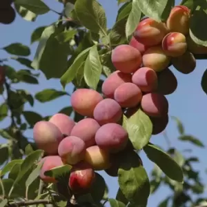 image of YouGarden Plum 'victoria' Bare Root Tree