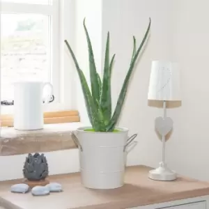 Image of YouGarden Aloe Vera 50Cm Tall In 15Cm Grow Pot