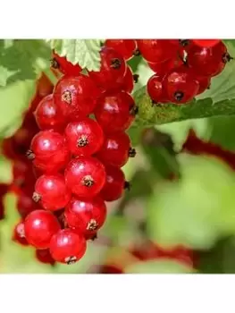 image of Redcurrant Jonkheer Van Tets - 2L Pot