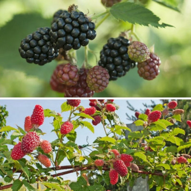 Image of Thompson & Morgan Blackberry Duo Tayberry & Thornfree Fruit Bush - Two Tasty Varieties In One Pot For Summer Harvests - Easy To Grow Thornless