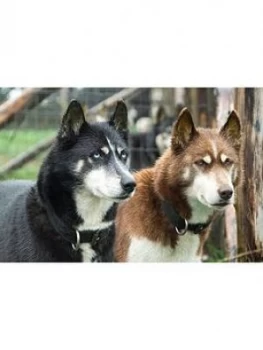 Image of Virgin Experience Days Hike With Huskies And Entry To Eagle Heights Wildlife Foundation In Kent For Two