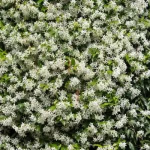 image of YouGarden Trachelospermum Jasminoides 'Star Jasmine' 80cm-100cm Tall