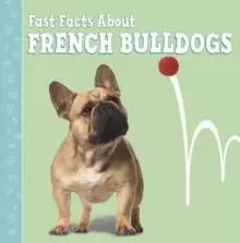 Image of Fast Facts About French Bulldogs