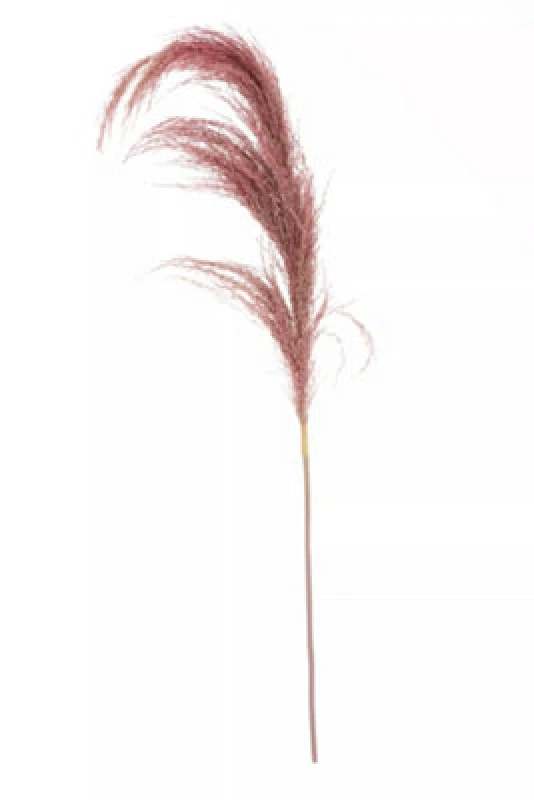 Image of Premier Housewares Fiori Pink Stem Pampas Grass, Natural Charm Pink
