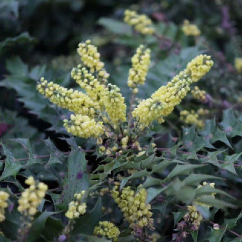 Image of Thompson & Morgan Mahonia Japonica Hivernant 9Cm Potted Plant X 2