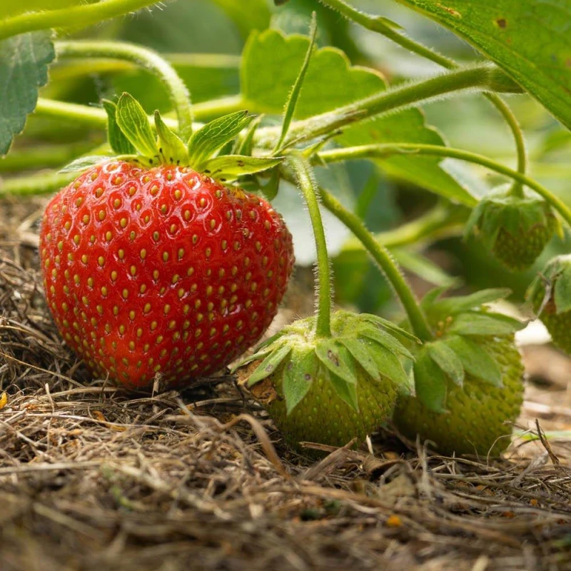 Image of YouGarden Strawberry Runners - Everbearer Sweet Summer Multi unisex 20 Plants