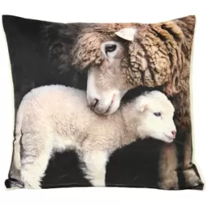 Image of Sherpa Lamb Cushion White / 50 x 50cm / Polyester Filled