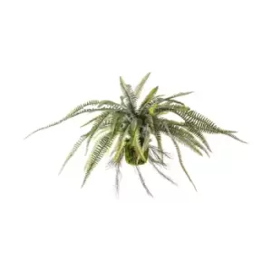 Image of Crossland Grove Hanging Boston Fern 380X380X560Mm