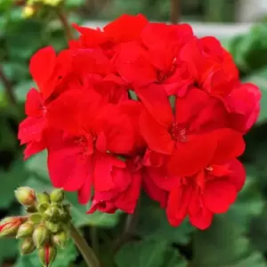 Image of YouGarden Geranium 'Zonal Ultimate Red' Plug Plants