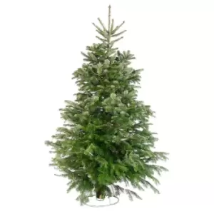 image of Nordman Fir Real Cut Christmas Tree 5 - 6ft