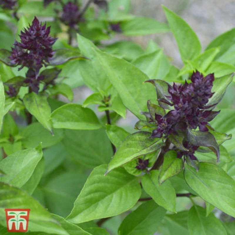 Image of Thompson & Morgan Herb Basil Siam Queen 1 Seed Packet (75 Seeds)