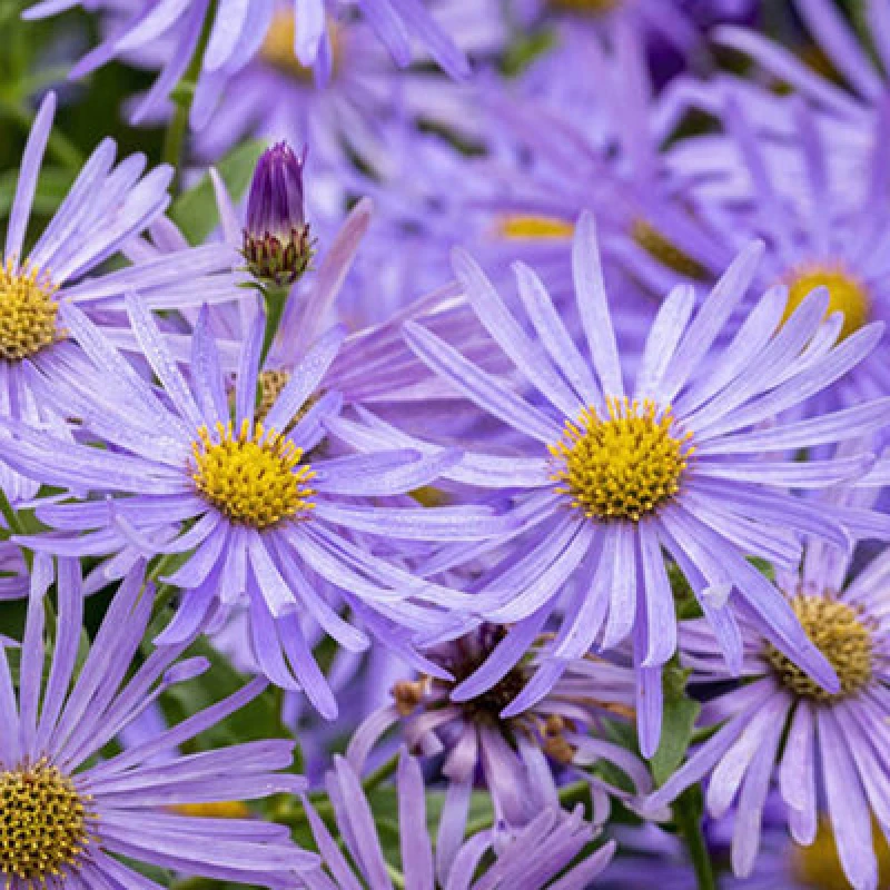 Image of You Garden Aster Frikartii Monch In A 9Cm Pot (Pack Of 2)