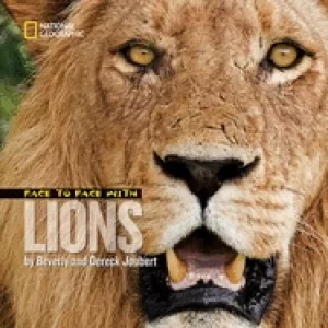 Image of face to face with lions