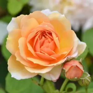 image of YouGarden Rose 'Clair Renaissance'