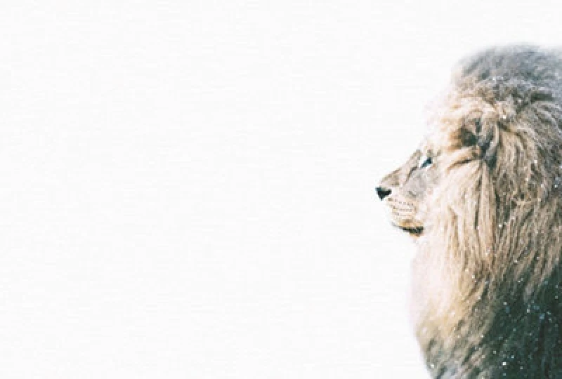 Image of As Creation Lion In Snow Digital Mural 400Cm X 270Cm