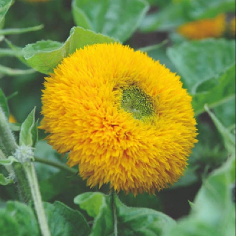 Image of Mr. Men Little Miss Sunflower Teddy Bear Hardy Annual Dwarf Fluffy Flowers 1 Packet X 25 Seeds By Thompson & Morgan