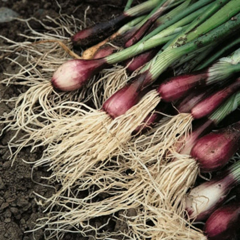 Image of Thompson & Morgan Spring Onion Apache 1 Seed Packet