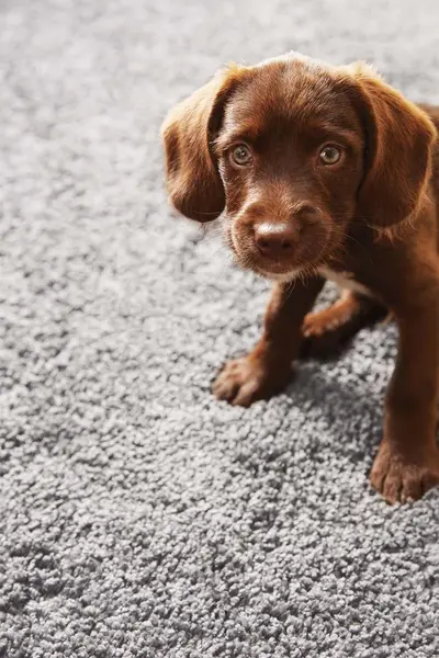 Image of My Mat 'Buddy' Rug Grey