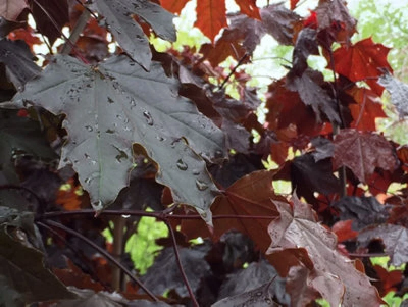 Image of Direct Plants Acer Crimson King Maple Tree 5-6ft Tall Supplied in a 7.5 Litre Pot in Green Green Unisex