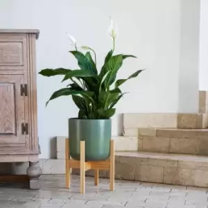Image of Ivyline Lisbon Pot And Stand Olive - D20.5Cm