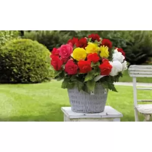 Image of Thompson & Morgan Thompson and Morgan Begonia Double Flowered Mixed 40 Tubers