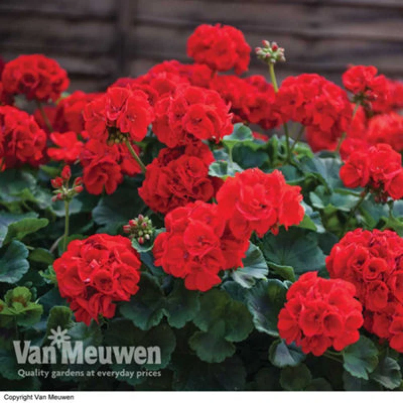 Image of Thompson & Morgan Geranium Best Red -36 Plug Plants - Summer Colour, Ideal For Patio Containers