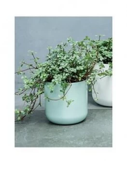 Image of Ivyline Real Pilea Glauca Plant In Pot
