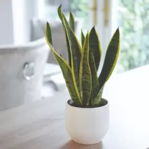 Image of Thompson & Morgan Sansevieria (Snake Plant) Trifasciata Var. Laurentii 12cm Pot x 1