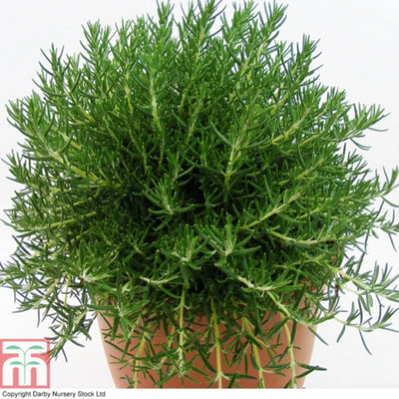 Image of Thompson & Morgan Rosemary Roman Beauty Pbr 3 Litre Potted Plant X 2