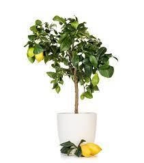 Image of Yougarden Large Lemon Tree 6L Pot