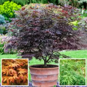 image of Yougarden Set of 3 Acer Palmatum Trees in 2L Pots