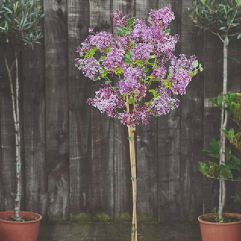 Image of Thompson & Morgan Syringa Meyeri Palibin (Standard) 60Cm Stem 2 Litre Potted Plant X 1
