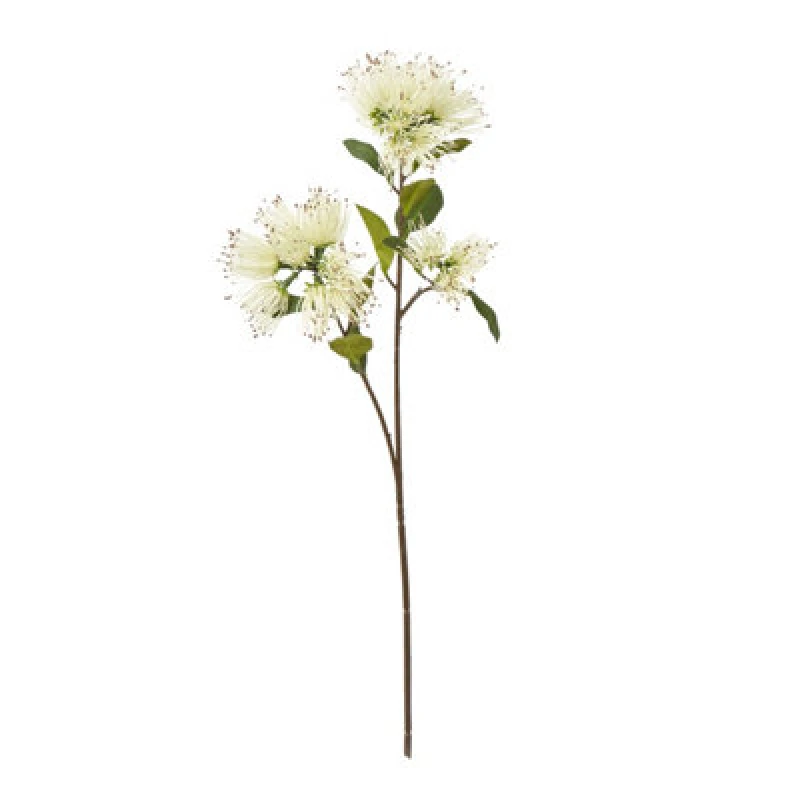 Image of Cream Protea Nitida Spray