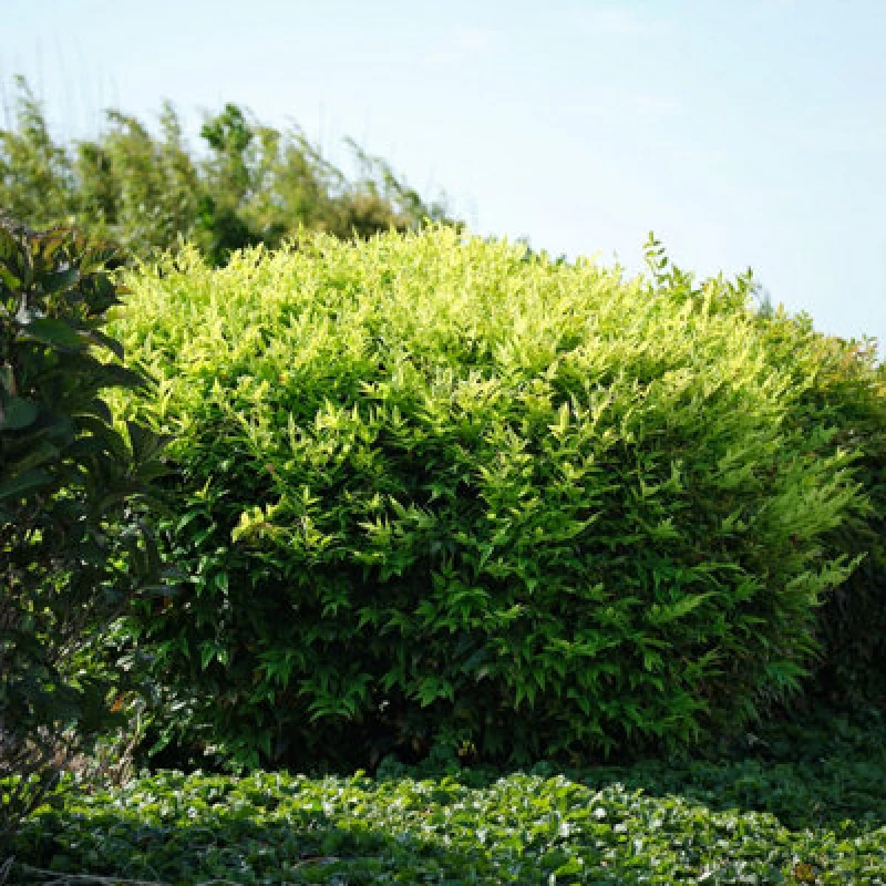 Image of Thompson & Morgan Nandina Domestica Magical Lemon And Lime 9Cm Potted Plant X 3