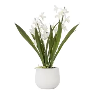 Gallery Interiors Wirth Potted Cymbidium Orchid White / Large