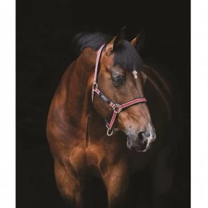 image of Amigo Headcollar - Red/Wht/Grn/Blk