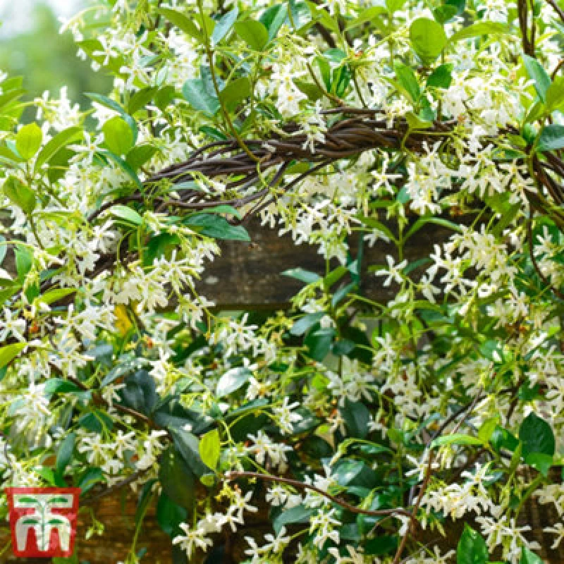 Image of Thompson & Morgan Trachelospermum Jasminoides 2 Litre Potted Plant X 4