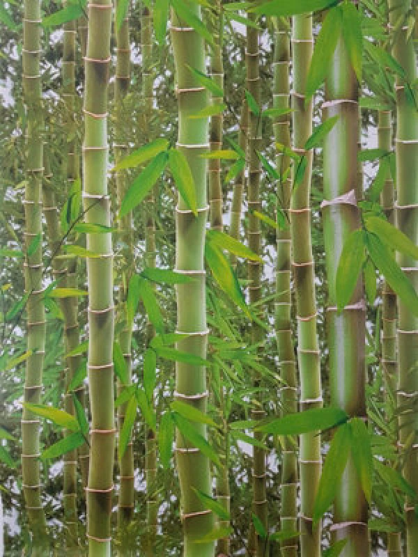 Image of Yes-Online 3D Effect Bamboo Forest Photo Mural Wallpaper Jungle Tropical Trees