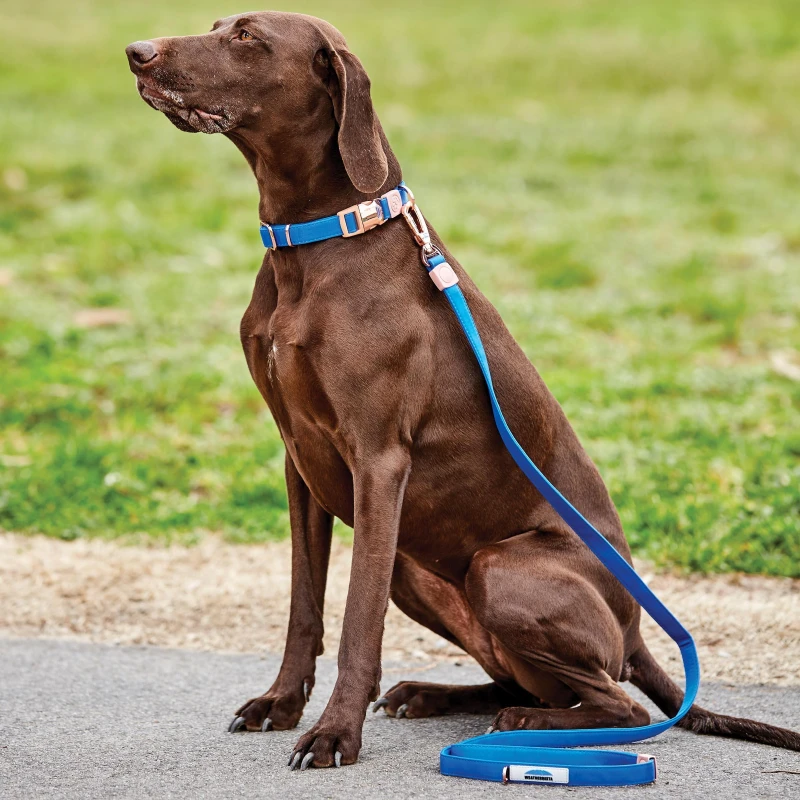 Image of Weatherbeeta Elegance Dog Collar - Blue Blue XS