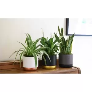 Image of Thompson & Morgan Thompson and Morgan Purifying Plant Collection - 3 Plants Snake / Peace Lily / Spider Plant