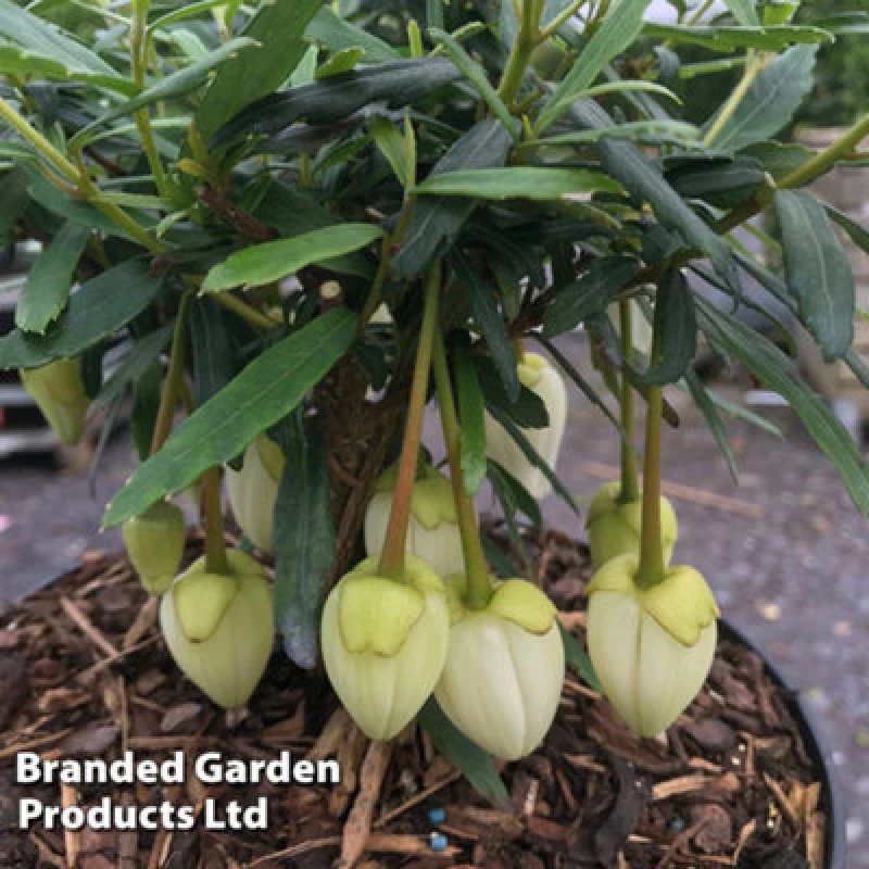 Image of Thompson & Morgan Crinodendron Alf Robbins 9Cm Potted Plant X 1