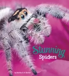 Image of Stunning Spiders