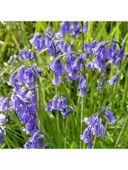 Image of Scilla Nutans 20 Bulbs
