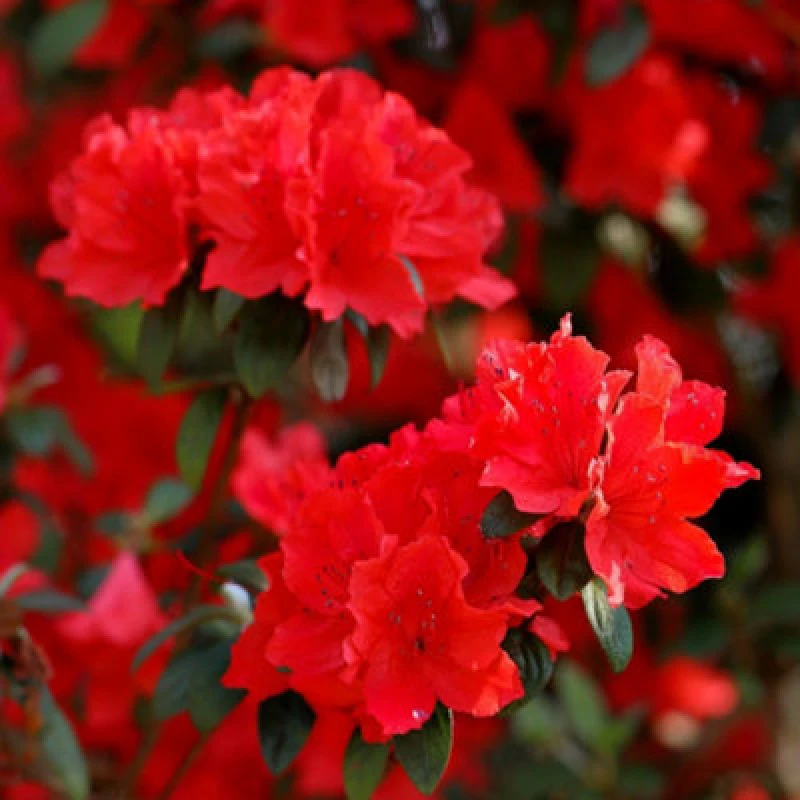 Image of Thompson & Morgan Azalea Japonica Red 17Cm Potted Plant X 1