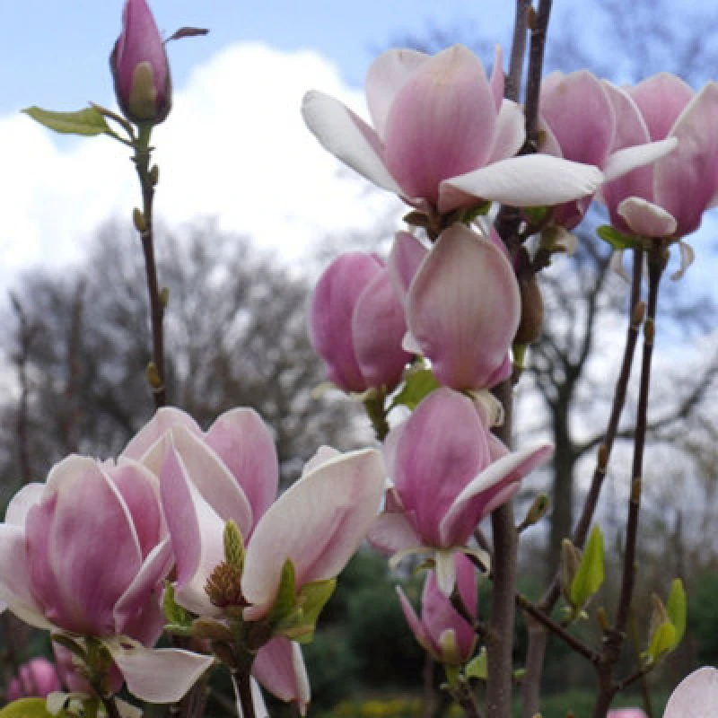 Image of You Garden Magnolia Soulangiana In A 9Cm Pot Ready To Plant Out Established Plants For Garden, Patios And Containers