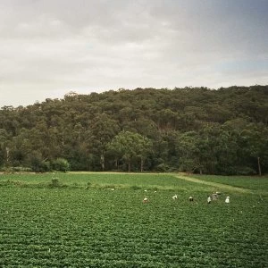 Image of Albrecht Labrooy - Healesville Vinyl