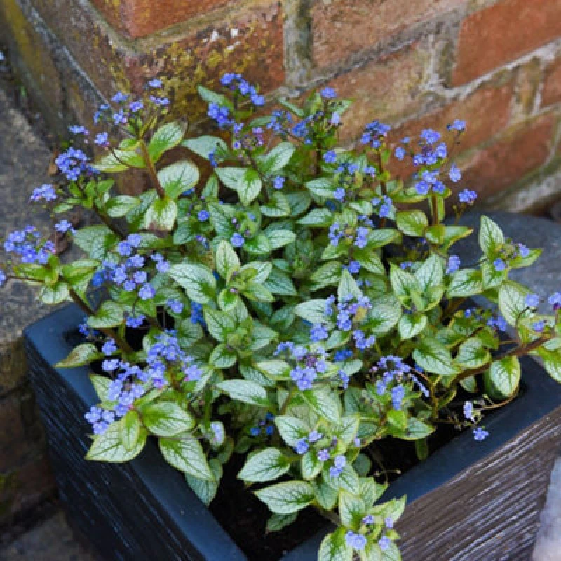 Image of Thompson & Morgan Brunnera Macrophylla Jack Frost 9Cm Potted Plant X 2