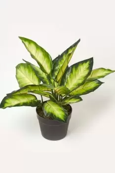 Image of Dieffenbachia Dumb Cane Plant in Pot, 50cm Tall