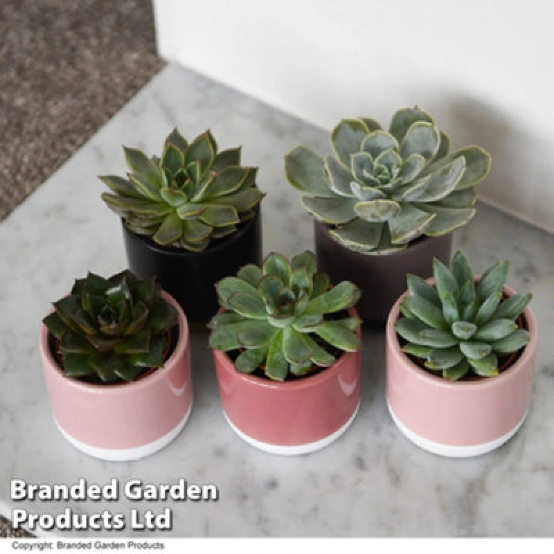Image of Thompson & Morgan Houseplant Echeveria Mix 5.5Cm Potted Plant X 1
